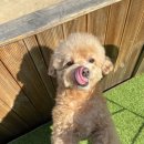 몽 그루밍 이미지