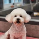 우한수 애견미용실 이미지