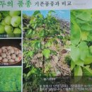 호두나무 이미지