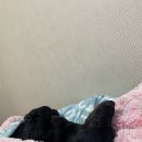 몽통구리 이미지