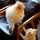 이쁘개 이쁘개 이미지