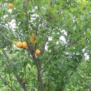 경은농장 이미지