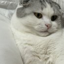 요커 이미지
