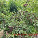 자두나무농장 이미지