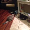 마루덴탈 이미지