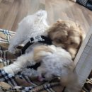 Y537호텔 | 이천) 수영장있는 애견카페 / Y537 후기