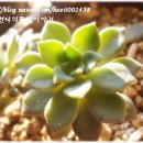 천사다육 - 함양군 화촌길 54-3 | 천사다육