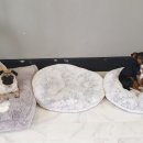 치즈 애견유치원&애견호텔 이미지