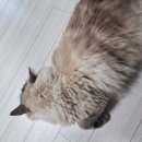 펫페이지 | 직장인 부업 추천ㅣ펫시터알바 구하는 법, 펫봄 후기(광고X)