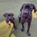 한국인증서비스(주) | 반려동물 자격증 어디서 딸까? 한국자격검정평가진흥원 vs 한국교육인증평가원 전격 비교!(직접 신청 후기)