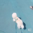 강아지 이발관 이미지