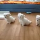 강아지PC 이미지