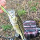 파요 | 배스 낚시채비 추천 파요 후기 / 짜치 마릿수