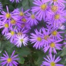 쑥부쟁이 이미지