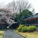 2023-0053 | 25.04.02 나홀로 도쿄 여행기 3일차