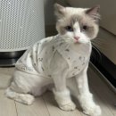 고양이 미용실 방울선생 이미지