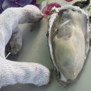 수산화장실 | [제부도 굴구이 무한리필] 코페이수산, 제부도 해산물 맛집 추천, 이카루스 펜션