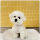 부산애견호텔 강아지 유치원 맘바이 서면본점 이미지