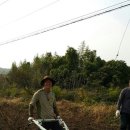 함안군농기계임대사업소(칠서) | 늦가을 아로니아 식재