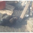 사내골농장 이미지