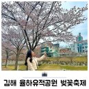 김해 벚꽃명소 율하유적공원 벚꽃축제 후기 주차장 개화현황