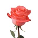 Pink&Salmon Rose: 행복한 사랑 이미지