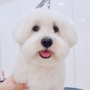 그루밍리본 이미지