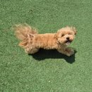 파파퍼피 DOG하우스 이미지