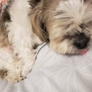 꿈꾸는개 이미지