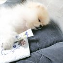 릴리브미 이미지