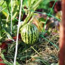 옹암농장 이미지