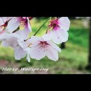 봄......Bgm / Adam Hurst Wellspring 이미지