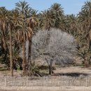 카오아시스 이미지