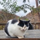 남지가축병원 | 길냥이,들냥이,산냥이 내돈내산 중성화 후기