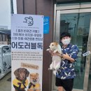 어도러블독 이미지
