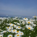 부안변산마실길 | [부안] 변산마실길2코스 샤스타데이지