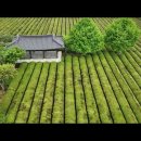 보성백록다원 이미지