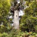 숨겨진 보물 ㅡ웨스트 코스트 카우리나무숲 이미지