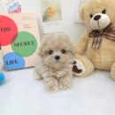 꽃강아지 이미지