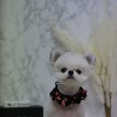 아모르디 이미지