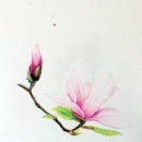 꽃그림 보타니컬 색연필화 이미지