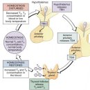 갑상선암 수술후 혈액검사에서 Thyroglobulin Ab, T3, T4, TSH 는 각각 무엇을 의미하며 그 정상범위에 대한 설명 이미지