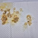 24시 에피소드 동물 메디컬 센터 이미지