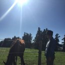 보영목장 이미지