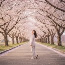 영지설화공원 임시화장실 | [2박3일 경주 벚꽃 로드] 사람 없는 숨은 명소만 골라 다녀온 벚꽃 엔딩 실전 후기 🌸 (2026 최신판)