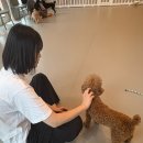 다시사랑받개 이미지