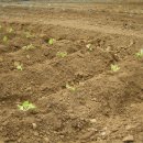 아욱골 농장 이미지