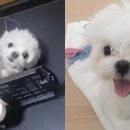 강아지 켄넬 이미지