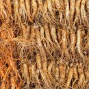 지씨바이오 이미지