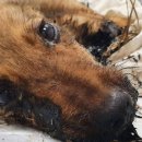 보듬어 줄개 이미지